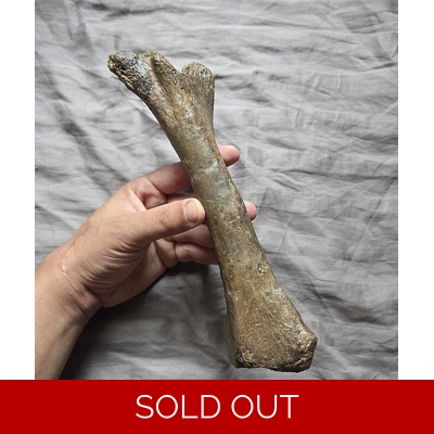 Very Rare Quality Pachycephalosaurus Tibia Dinosaur Bone Fossil Hellcreek Fm